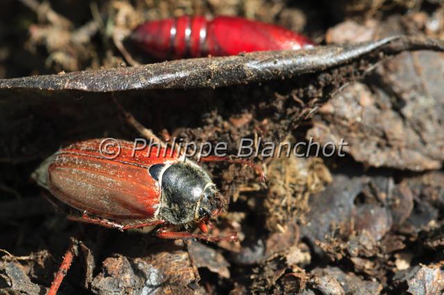 melolontha melolontha 2.JPG - Melolontha melolonthaHanneton commun (nymphe et adulte)Common cockchaferColeoptera, Scarabaeidae, MelolonthinaeFrance